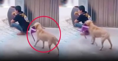 Clip: Chó cưng mang ghế cho chủ ngồi