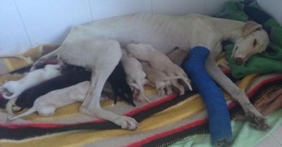 Con chó mẹ dù bị gãy chân vẫn cố lết hơn 3 km tìm người chăm sóc đàn con