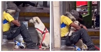 Clip: Chó thương ông chủ nghèo