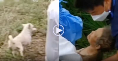 Video: Chú chó nhỏ ủ ấm cứu mạng cụ bà 90 tuổi suốt 40 tiếng giữa mưa lạnh