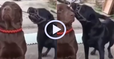 Video: Chú chó thản nhiên ‘tâm bất biến’ khi bị gây rối