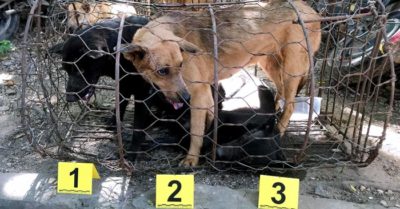 Tin tức tối 10/12: Thêm 14.819 ca Covid-19; Bắt giam Thứ trưởng Bộ Y tế Trương Quốc Cường; Hội An cam kết không tiêu thụ thịt chó, mèo