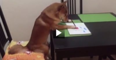 Video: Chú chó đáng yêu chỉ thích xem phim và tô màu như người