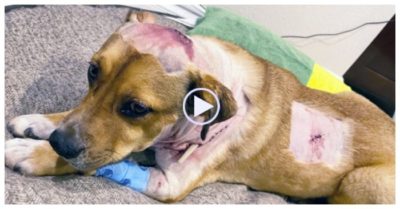 Video: Chó dũng cảm lao ra chiến đấu với sư tử để bảo vệ chủ