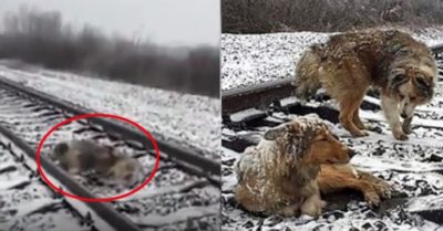 Video: Chú chó Panda quyết không bỏ bạn mắc kẹt trên đường ray