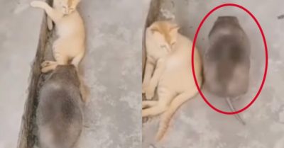 Clip: Mèo nín thở khi chuột khổng lồ đi qua