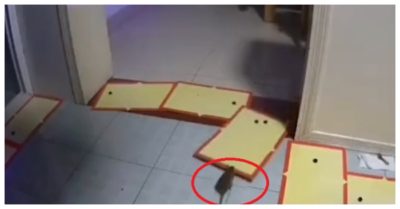Video: Chuột phá bẫy ‘bát quái trận’ của gia chủ