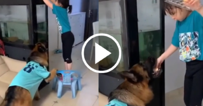 Video: Chó cưng “hợp tác” với cô chủ nhỏ để lấy bánh để ở trên cao