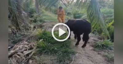 Video: Con bò hoảng sợ khi cô gái bất ngờ nhảy xuống ao