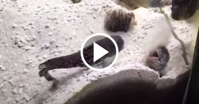 Video: Hai con cá “nghịch ngợm” ngậm cát đầy miệng rồi phun vào nhau