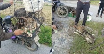 Video: Chàng trai đi đường mua lại chú chó bị bán thịt