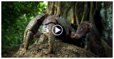 Video: Loài cua ‘lực sĩ’ dài một mét không biết bơi, có thể bóc vỡ quả dừa