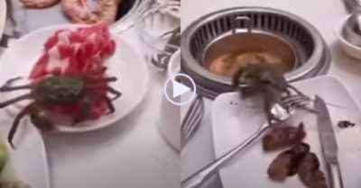 Video: Tìm cách tẩu thoát khỏi bàn tiệc, cua lạc lối rơi vào nồi lẩu