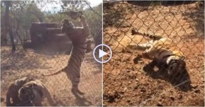 Video: Đang chơi đùa trong vườn thú, con hổ bỗng lên cơn co giật rồi tử vong