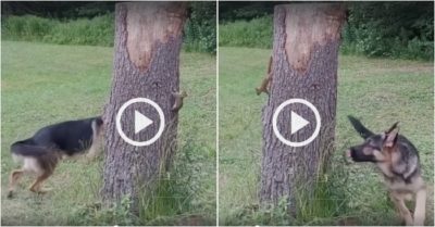 Video: Chó becgie bị chú sóc ‘xoay như chong chóng’