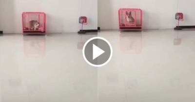 Video: Cún Corgi chạy nhanh vào chuồng và đóng cửa vì sợ bị hỏi tội
