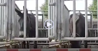 Video: Con lừa liên tục cúi đầu, mắt rầu rĩ như muốn khóc khi bị đưa đến lò mổ