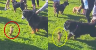Clip: Cún con hung hăng ra oai với ‘gã khổng lồ’