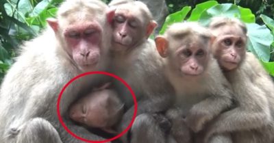 Clip: Khoảnh khắc đàn khỉ ôm nhau để giữ ấm cho khỉ con