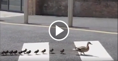 Video: Đàn vịt nối đuôi nhau qua đường trên đúng phần đường dành cho người đi bộ