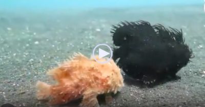 Video: Thích thú cảnh cặp đôi cá “đi bộ dạo chơi” dưới đáy biển