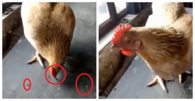 Video: Gà mái thích ăn đinh ốc sắt nhưng thải ra không còn chiếc nào