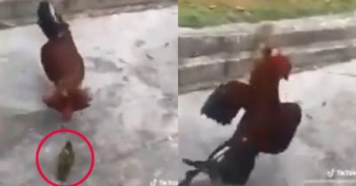 Video: Gà trống khổ sở khi bị chim sẻ làm phiền