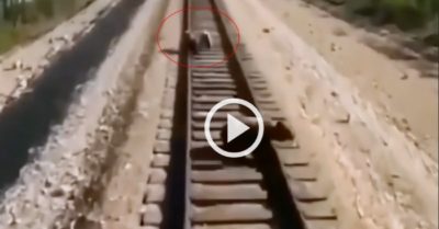 Video: Gấu mẹ bị tàu tông chết khi cứu hai con nhỏ