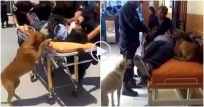 Video: Hai chú chó trung thành nhất quyết theo xe cứu thương để chăm sóc cho chủ
