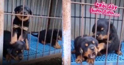 Clip: Cún con giải cứu bạn bị kẹt đầu vào song sắt