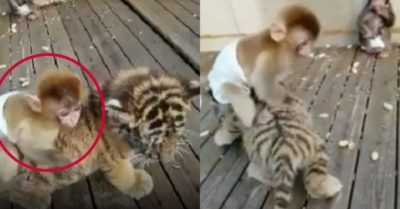 Video: Hổ con bị khỉ đè đầu cưỡi cổ
