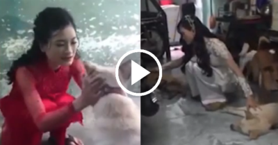 Video: Biết cô chủ đi lấy chồng chó cưng giận không thèm “nói chuyện”