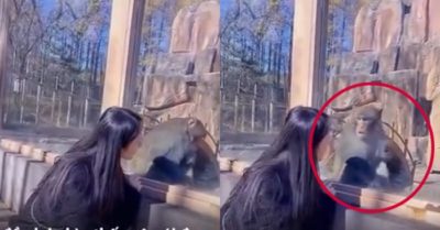 Video: Khoảnh khắc chú khỉ giật mình khi nhìn thấy cô gái gây sốt