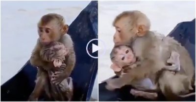 Clip: Khỉ mẹ ôm chặt con vượt qua dòng nước lũ