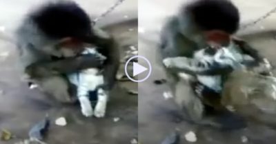 Video: Mèo con hốt hoảng vì bị chú khỉ ôm hôn đắm đuối