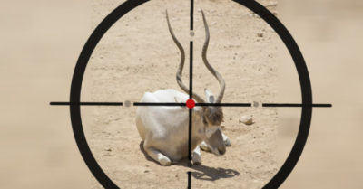 Linh dương Tây Tạng đang mang thai, quỳ xuống van xin người thợ săn