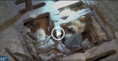 Video: Con chó gọi người tới cứu bạn mắc kẹt dưới ống cống