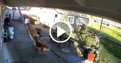 Video: Chó cưng leo thang trèo lên mái nhà nhưng không tự xuống được