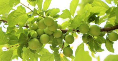 Người xưa dùng màu sắc của hội họa để chữa bệnh