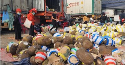 Nhiều loại nông sản rớt giá mạnh: Mít Thái rớt thê thảm chỉ còn 6.000 -7.000 đồng/kg