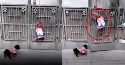 Clip: Chú chó trèo cổng mở cửa vào nhà điêu luyện