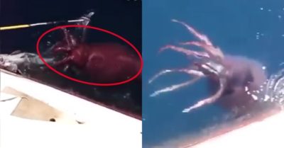 Video: Cận cảnh quái mực khổng lồ cướp cá của nhóm ngư dân