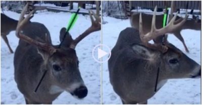 Clip: Nai con bị mũi tên xuyên qua đầu đi cầu cứu người dân