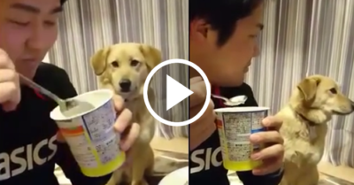 Video: Chú chó ngoảnh mặt làm ngơ mặc dù có vẻ như rất muốn ăn kem