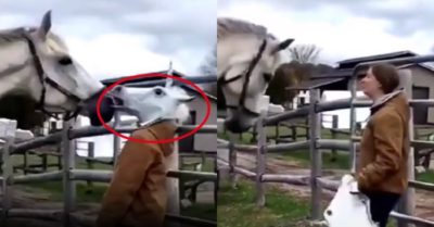 Video: Ngựa ‘xấu hổ’ quay đầu bỏ chạy khi biết mình gặp đồ giả