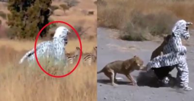 Video: Hai thanh niên trả giá khi đóng giả ngựa vằn