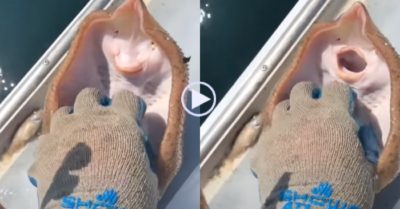 Clip: Chú cá đuối nhột khi bị ngư dân cù lét