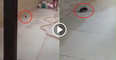 Video: Chuột mở nắp ống thoát nước để chạy trốn