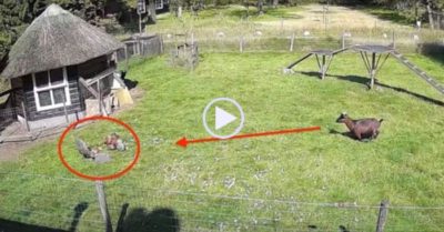 Video: Dê hợp lực với gà trống cứu gà mái thoái khỏi móng vuốt diều hâu