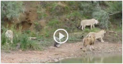 Clip: Bầy sư tử bỏ cuộc khi định tấn công nhím